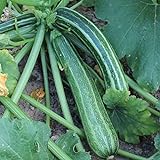 Striato d`Italia Zucchini Samen für ca. 10 Pflanzen - gestreifte Früchte, guter Ertrag foto / 1,69 € (0,17 € / stück)