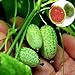 foto Mini semillas de sandía, 10 piezas / bolsa Mini semillas de sandía Fácil de plantar Frutas deliciosas Cultivos de jardín Mini semillas de sandía para jardín