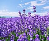 French Provence Lavender,Very Fragrant Bees Lavender,Perennial winterhardy Perennial 10000 Seeds photo / $10.65 ($0.00 / Count)