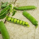 Little Marvel Shelling Pea - 50 Seeds - Heirloom & Open-Pollinated Variety, Easy-to-Grow & Cold-Tolerant, Non-GMO Vegetable Seeds for Planting Outdoors in The Home Garden, Thresh Seed Company photo / $7.99