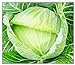 photo 250 Golden Acre Cabbage Seeds | Non-GMO | Fresh Garden Seeds