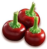 Hot Chili Pfeffer Cherry Rot - Pepper - 20 Samen foto / 1,60 €