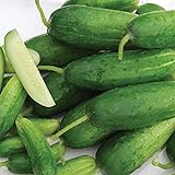 Organic-Double Yield Cucumber Seeds (40 Seed Pack) photo / $5.19