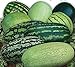 photo CEMEHA SEEDS - Watermelon Alibaba Giant Mix Non GMO Fruits for Planting