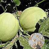 Semilla de fruta fresca con 500pcs Semillas de melón dulce Fácil cultivar deliciosa fruta jugosa Planta de jardín para plantar jardín Patio Home Paisajismo foto / 0,01 €