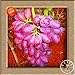foto Neue Samen 2016!100 Samen/Beutel 12 Arten von Traubenkernen Advanced Fruit Seed Natural Growth Trauben Sweet Kyoho Gardening