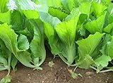 500 Indian Mustard Greens (GAI Choy, GAI Choi) Cabbage Seeds photo / $7.99 ($0.02 / Count)