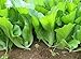 photo 500 Indian Mustard Greens (GAI Choy, GAI Choi) Cabbage Seeds