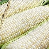 Silver Queen Corn- 50+ Seeds- Ohio Heirloom Seeds photo / $4.99