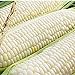 photo Silver Queen Corn- 50+ Seeds- Ohio Heirloom Seeds