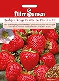 Großfrüchtige Erdbeeren Florian F1 foto / 3,99 €