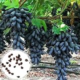 C-LARSS 1 Beutel Schwarze Traubenkerne, Nicht Gentechnisch Veränderte Fruchtbare Vitamine Fruchtsamen Für Die Landwirtschaft Traubenkerne foto / 4,08 €
