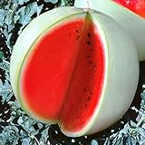 Seeds4planting - Seeds Watermelon Snow White Giant Heirloom Fruits Non GMO photo / $6.94