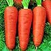foto Oce180anYLVUK Karottensamen, 30 Stück Beutel Karottensamen Prolifics Einfach Zu Pflanzen Gute Ernte Gartensämlinge Für Den Garten Karotte
