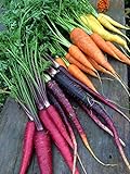 Rainbow Blend Carrot Seeds, 500+ Heirloom Seeds, (Isla's Garden Seeds), 85% Germination Rate, Non GMO Seeds, Botanical Name: Daucus carota photo / $6.75 ($0.01 / Count)