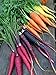 photo Rainbow Blend Carrot Seeds, 500+ Heirloom Seeds, (Isla's Garden Seeds), 85% Germination Rate, Non GMO Seeds, Botanical Name: Daucus carota