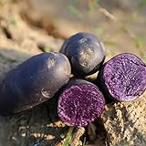Las semillas de papa, 100 piezas Vegetable Seeds Fácil de planta que crece rápida germinación rápida Negro Piel púrpura Carne semillas de papa raro para jardinería Ideal regalo al aire libre foto / 0,01 €