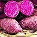foto 50 teile/beutel Süßkartoffel samen hohe Keimrate leicht zu wachsen hohe Überlebens fähigkeit, erfrischende lila Kartoffeln, leicht zu wachsen Garten gemüse samen Lila süße Kartoffelsamen Einhe