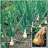 Kelsae Sweet Giant Onions (Guinness Record) Seeds photo / $4.69