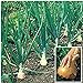 photo Kelsae Sweet Giant Onions (Guinness Record) Seeds