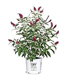 Proven Winner Miss Molly Buddleia 2 Gal, Pink and Red Blooms photo / $42.98