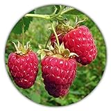 Riesen Himbeere - Ca. 50 Samen - Rubus idaeus - Für Mehrjährige Pflanzen - Gesunde & Vitaminreiche Früchte foto / 3,49 € (0,07 € / stück)
