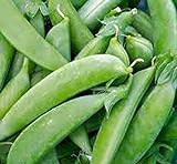 Pea Seed, Sugar Snap Pea, Heirloom, Non GMO, 20 Seeds, Perfect Peas, Country Creek Acres photo / $1.99