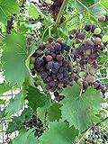 Red Supply Solution Wine Grape 20 Seeds - Vitis Vinifera, Organic Fresh Seeds Non GMO, Indoor/Outdoor Seed Planting for Home Garden photo / $11.29 ($0.56 / Count)