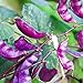 photo Outsidepride Purple Hyacinth Bean Red Leaved Plant Vine Seed - 100 Seeds