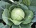 photo 1,000+ Cabbage Seeds- Copenhagen Market by Ohio Heirloom Seeds