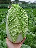 Seeds Peking Napa Cabbage Heirloom Vegetable for Planting Non GMO photo / $8.99