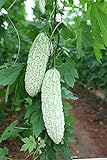 MOCCUROD 15pcs White Pearl Bitter Melon Seeds Rare Vegetable Bitter Gourd Calabash photo / $7.99 ($0.53 / Count)