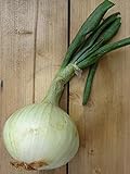 Gemüsezwiebel 'Globo' (Allium cepa) 100 Samen Zipolle Küchenzwiebel Speisezwiebel Bolle foto / 3,45 €