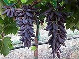 Dichondra 70pcs Purple Finger Grape Fruit Seeds photo / $14.99