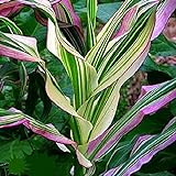Candy Striped Corn Seeds for Planting (10 Rare Seeds) - Corn with Rainbow Colors photo / $7.96 ($0.80 / Count)