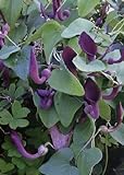 TROPICA - Andalusische Gespensterpflanze (Aristolochia baetica) - 10 Samen foto / 3,25 €