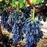 100 piezas semillas de uva raro familia Heirloom fruta Natural cultivo escalada especies hogar jardín necesario no GMO fresco esfuerzo foto / 4,99 €