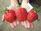 CEMEHA SEEDS - Giant Strawberry Fresca Everbearing Berries Indoor Non GMO Fruits for Planting photo / $11.95 ($0.60 / Count)