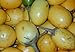foto 5 Samen Solanum ferox - Aubergine de Siam, essbare Früchte