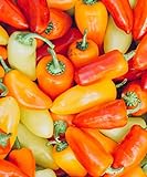 Lunchbox Sweet Peppers 50 Seeds Garden Fresh Vegetables Healthy Planting photo / $7.99 ($0.16 / Count)