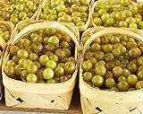 HEIRLOOM NON GMO Giant SCUPPERNONG White Muscadine 5 seeds photo / $13.50