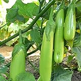 Fingers - Green Eggplant Seeds - 2 g Packet ~450 Seeds - Non-GMO - Vegetable Garden - Solanum melongena photo / $3.69 ($52.34 / Ounce)