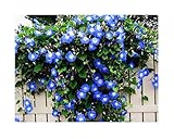 250 Heavenly Blue Morning Blooming Vine Seeds - Wonderful Climbing Heirloom Vine - Morning Glory Non GMO and Neonicotinoid Seed. Marde Ross & Company photo / $12.99 ($0.05 / Count)