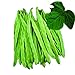 photo Park Seed Algarve French Climbing Bean Seeds, Pack of 100 Seeds