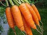 1,000+ Carrot Seeds- Scarlet Nantes Heirloom Variety photo / $3.49