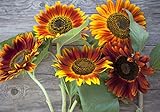 Sweet Yards Seed Co. Autumn Beauty Sunflower Seeds – Extra Large Packet – Over 1,400 Open Pollinated Non-GMO Wildflower Seeds – Helianthus annus – Beautiful Shades of Gold, Bronze, Yellow, and Purple photo / $7.97