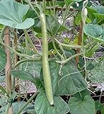 Portal Cool 60 Samen der Lange sizilianische Zucchini foto / 14,49 €