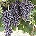 photo 30pcs Finger Grape Seeds Advanced Fruit Natural Growth Sweet Gardening Plants