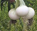 Seeds Onion White Queen Giant Heirloom Vegetable for Planting Non GMO photo / $7.99