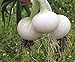 photo Seeds Onion White Queen Giant Heirloom Vegetable for Planting Non GMO